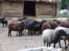 dscf1493_small.jpg