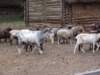 dscf1494_small.jpg