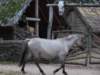 dscf1495_small.jpg