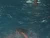 dscf1685_small.jpg