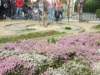 dscf5523_small.jpg