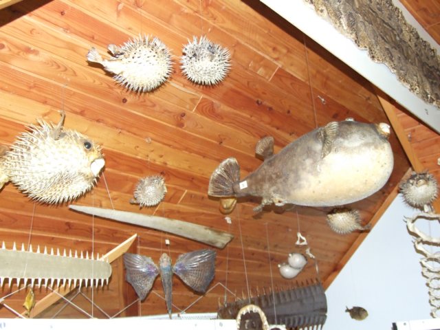 muzeummisyjne054.jpg