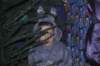 jaseka2009108_small.jpg