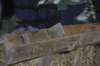 jaseka200953_small.jpg