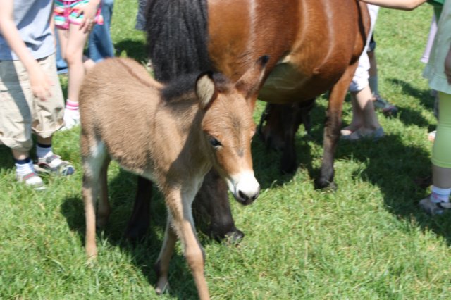 kawczynklic2010140.jpg