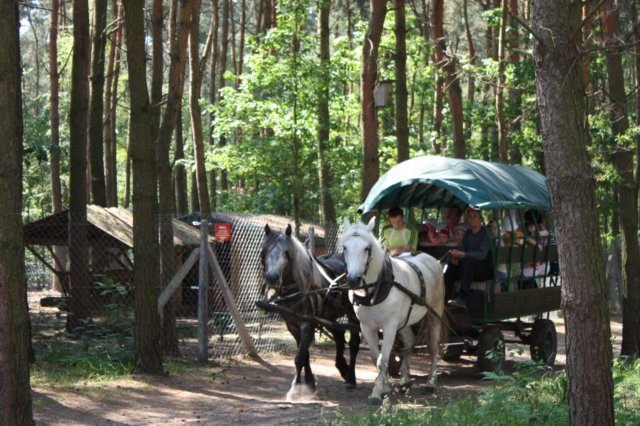 kawczynklic201094.jpg