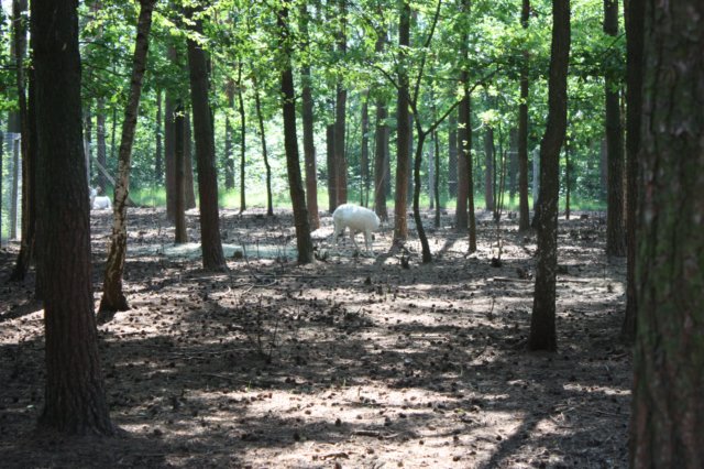 kawczynklic201096.jpg