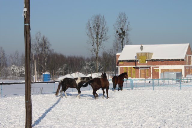 kuligiiciiic14i201011.jpg