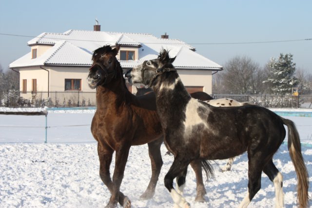 kuligiiciiic14i201017.jpg