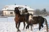 kuligiiciiic14i201017_small.jpg