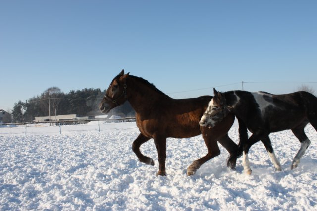 kuligiiciiic14i201020.jpg