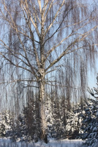 kuligiiciiic14i2010212.jpg