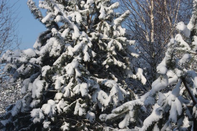 kuligiiciiic14i2010214.jpg