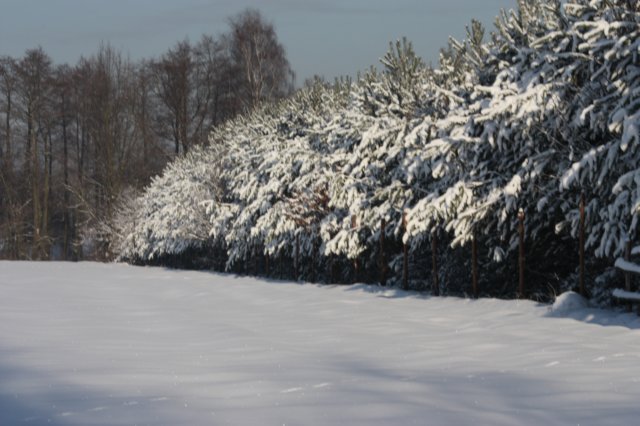 kuligiiciiic14i2010215.jpg