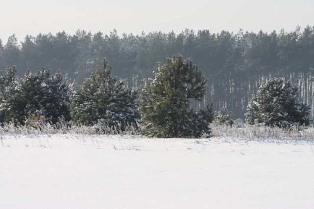 kuligiiciiic14i2010220.jpg