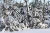 kuligiiciiic14i2010238_small.jpg