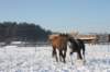 kuligiiciiic14i201023_small.jpg