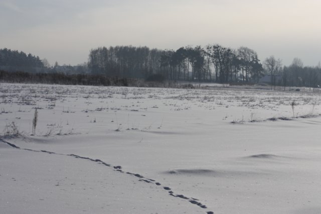 kuligiiciiic14i2010241.jpg