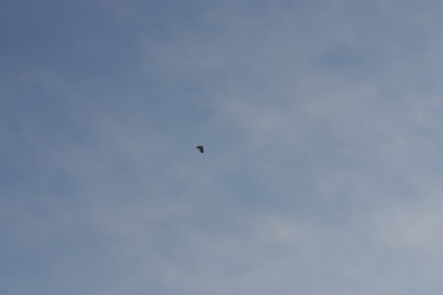 kuligiiciiic14i2010249.jpg