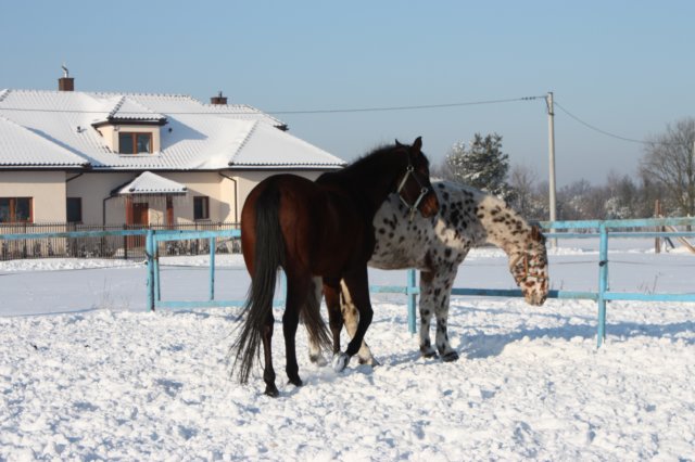 kuligiiciiic14i201025.jpg