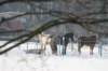 kuligiiciiic14i2010253_small.jpg