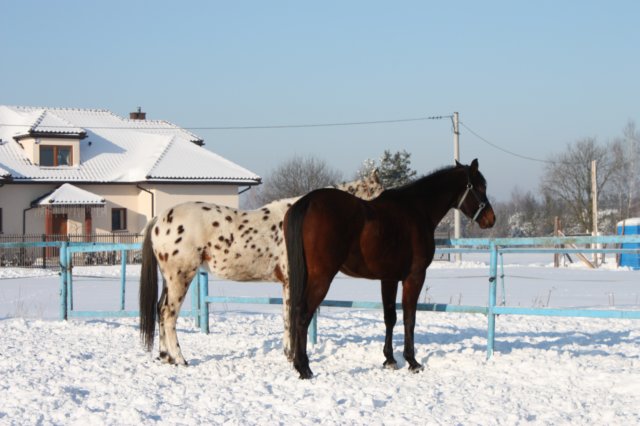kuligiiciiic14i201026.jpg