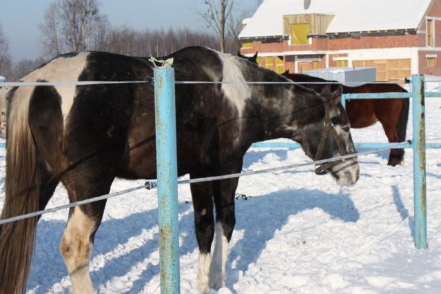kuligiiciiic14i201047.jpg