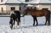 kuligiiciiic14i201080_small.jpg