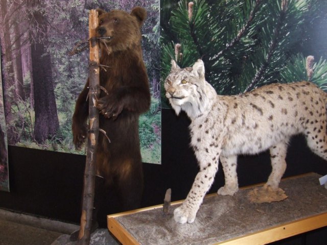zielonaszkoa2010111.jpg