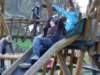 zielonaszkoasuche2010427_small.jpg
