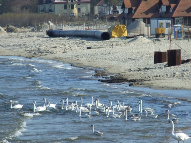 zielonaszkoajastrzbiagra2009001183.jpg