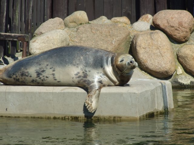 zielonaszkoajastrzbiagra2009001241.jpg