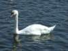 zielonaszkoajastrzbiagra2009001339_small.jpg