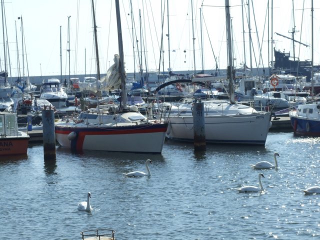 zielonaszkoajastrzbiagra2009001341.jpg