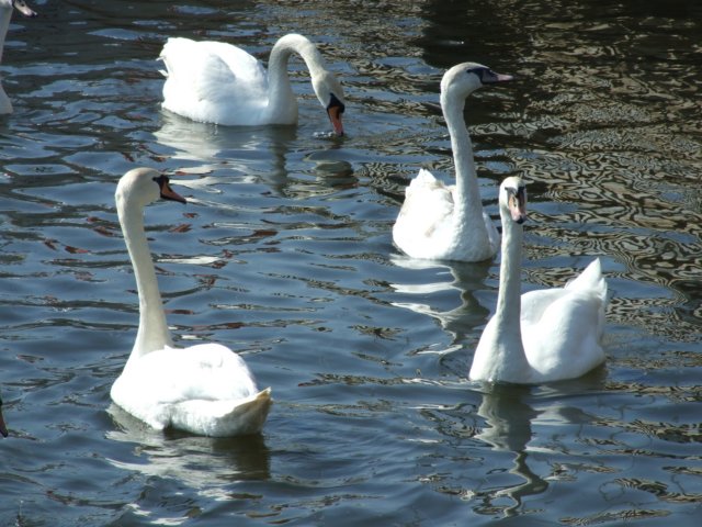 zielonaszkoajastrzbiagra2009001342.jpg