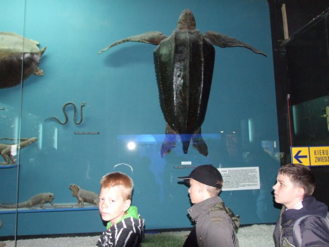 zielonaszkoajastrzbiagra2009001358.jpg