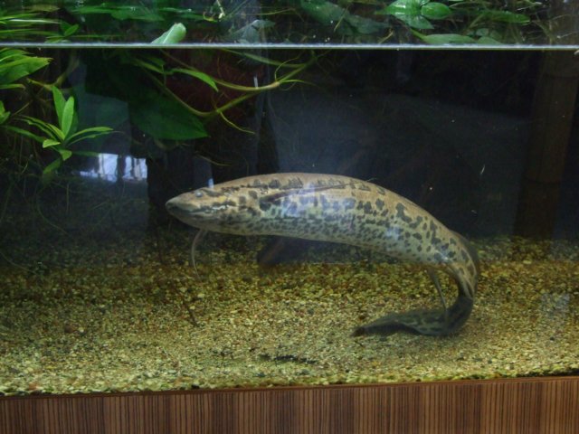 zielonaszkoajastrzbiagra2009001366.jpg
