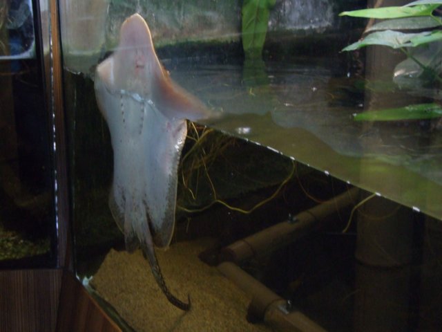 zielonaszkoajastrzbiagra2009001369.jpg