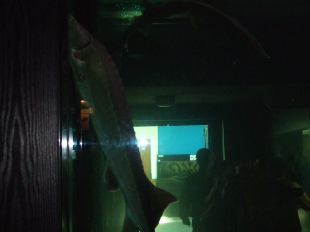 zielonaszkoajastrzbiagra2009001373.jpg