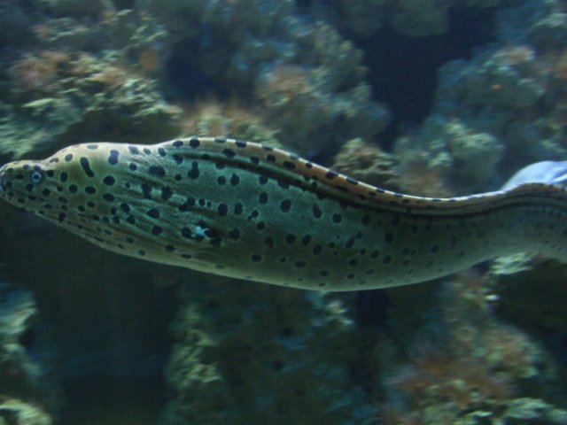 zielonaszkoajastrzbiagra2009001383.jpg