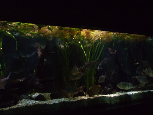 zielonaszkoajastrzbiagra2009001385.jpg