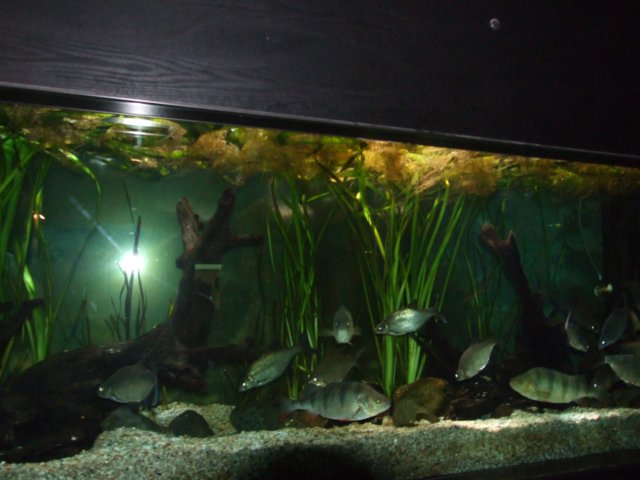 zielonaszkoajastrzbiagra2009001386.jpg