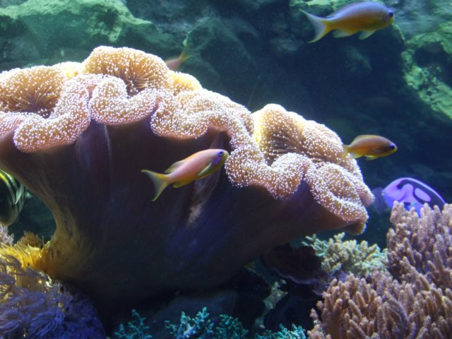 zielonaszkoajastrzbiagra2009001394.jpg