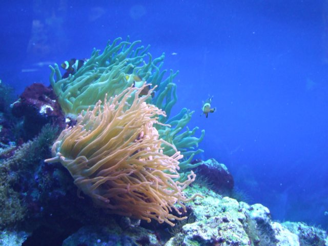 zielonaszkoajastrzbiagra2009001407.jpg