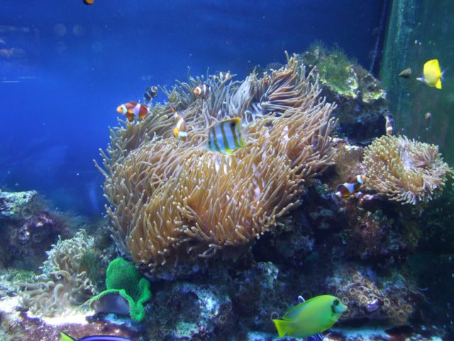 zielonaszkoajastrzbiagra2009001410.jpg