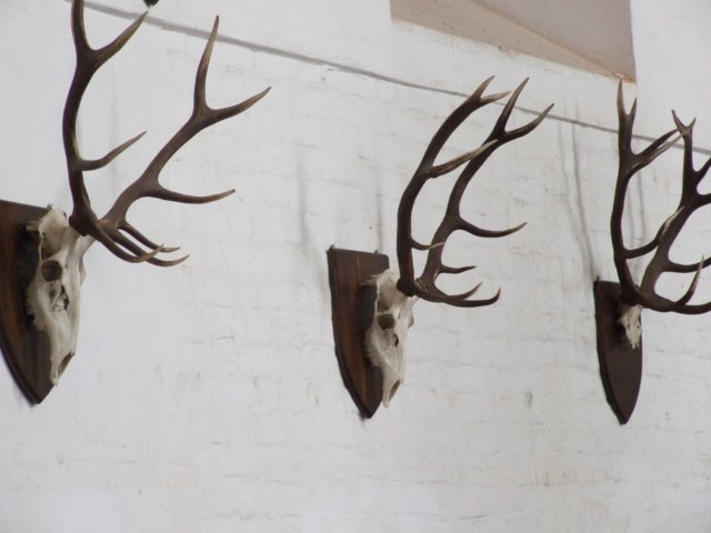 zielonaszkoajastrzbiagra2009001536.jpg