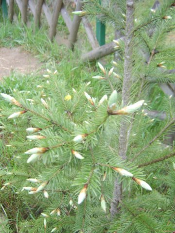 sta60223.jpg