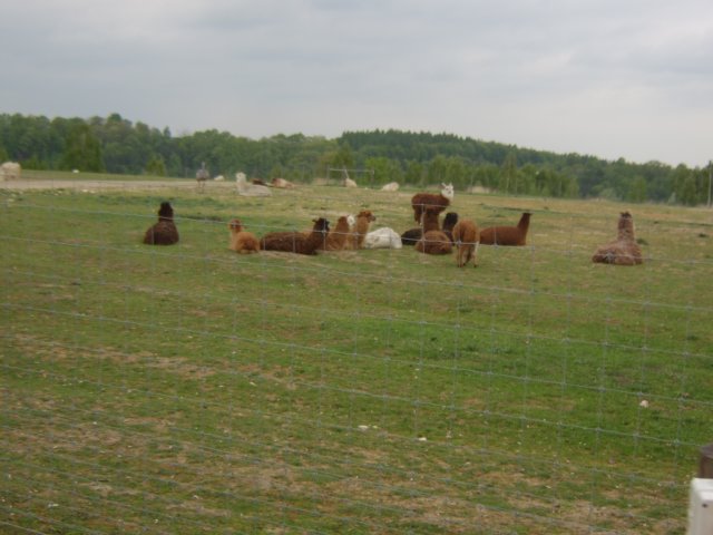 sta60260.jpg
