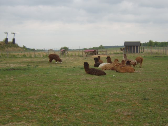 sta60261.jpg