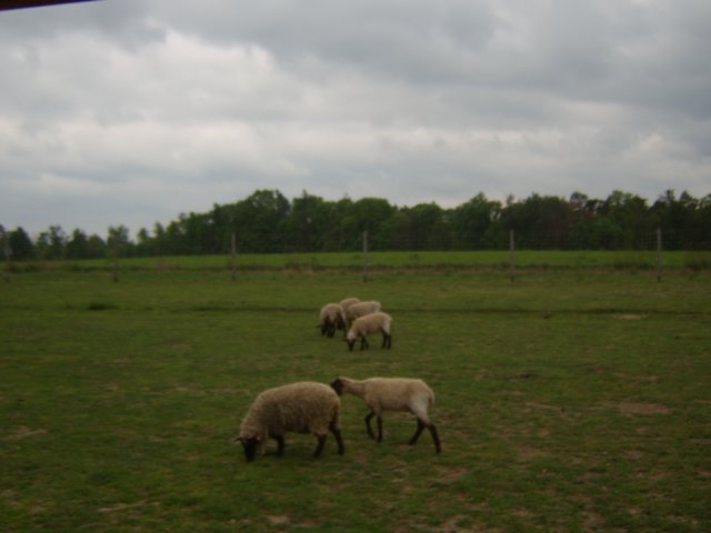 sta60267.jpg